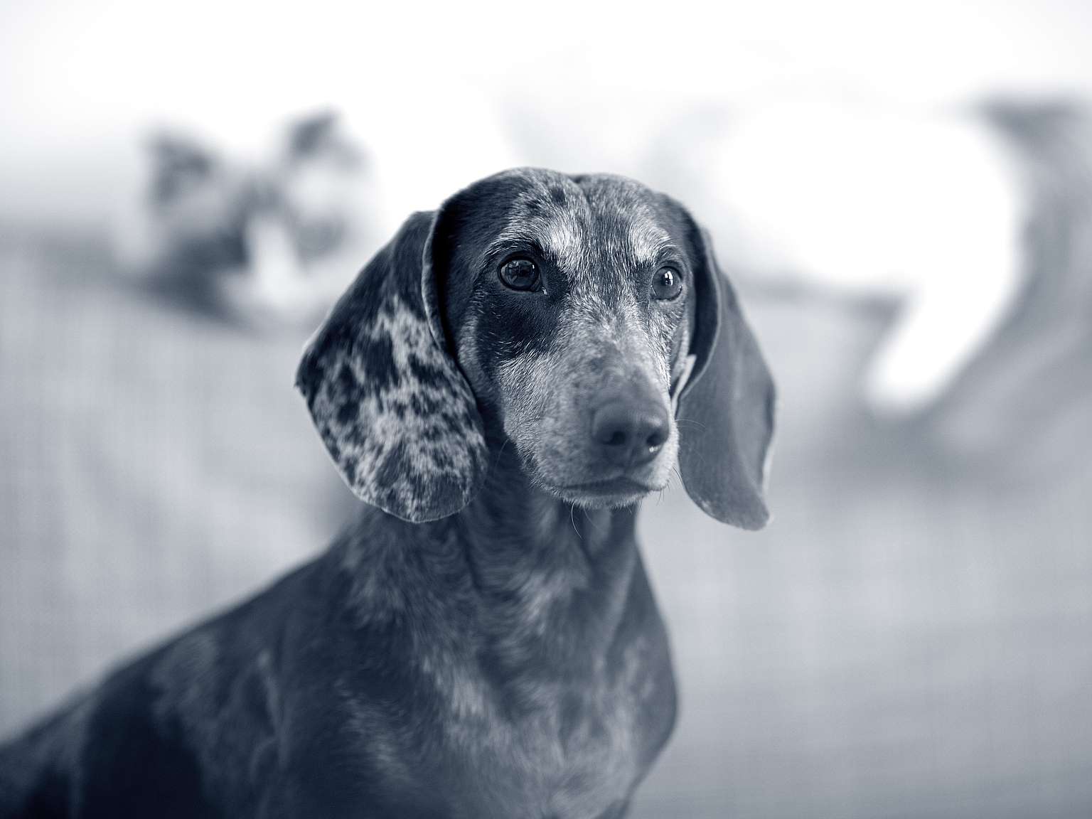 Hond dierenarts leiden