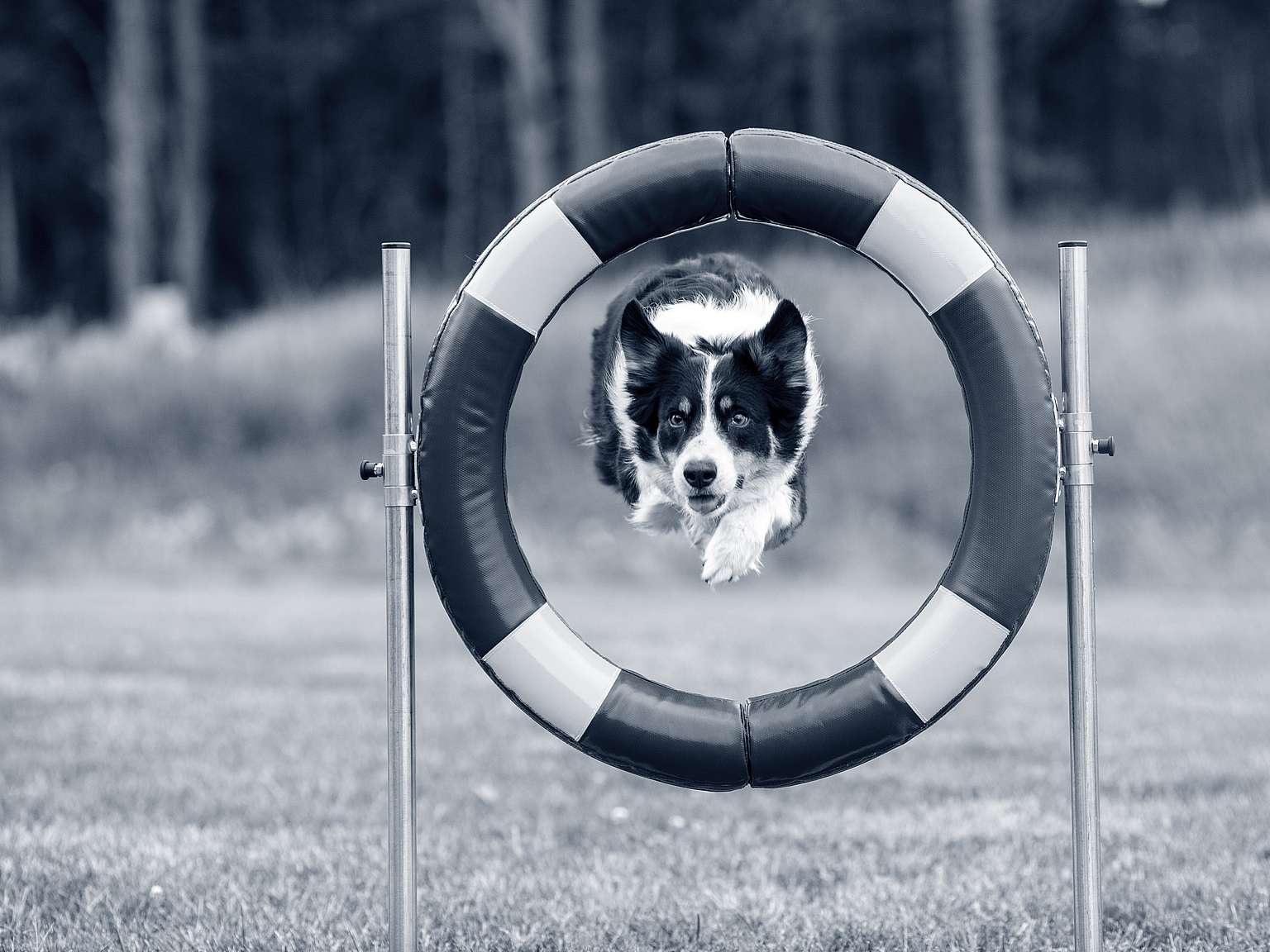 hond springen door band