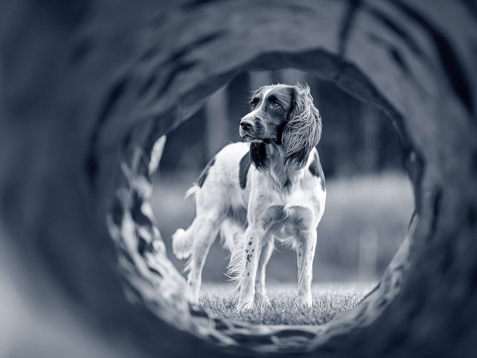 hond in tunnel Hoorn-Risdam