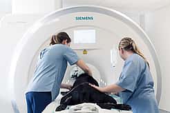 CT-scan huisdier
