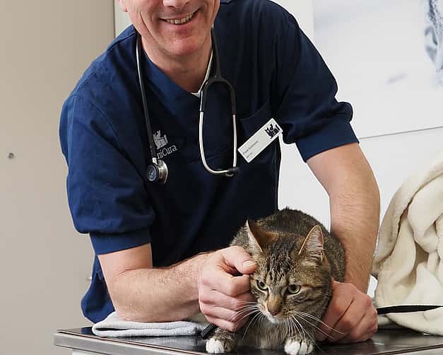 Dierenarts met een kat