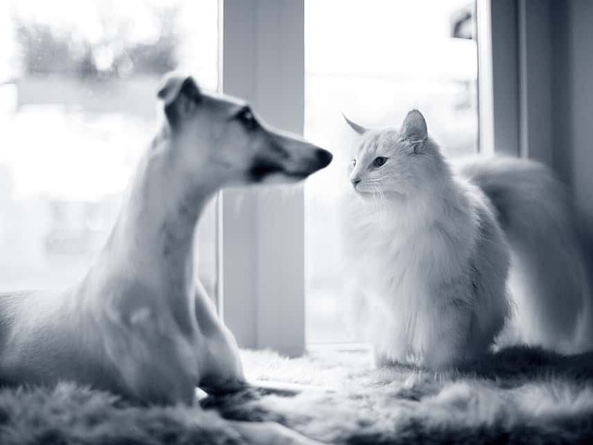 Dog and cat in a bed