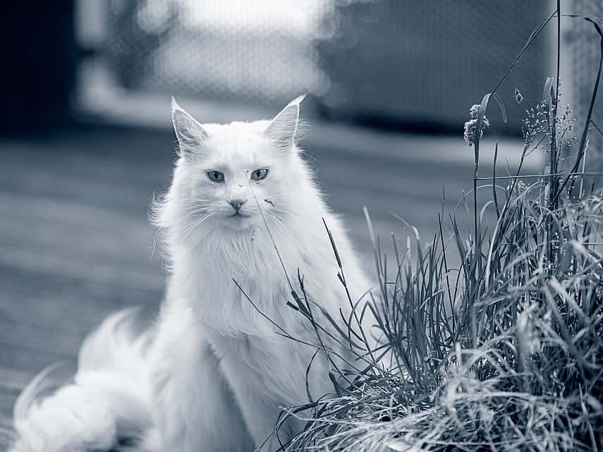groene aanslag verwijderaar giftig voor katten