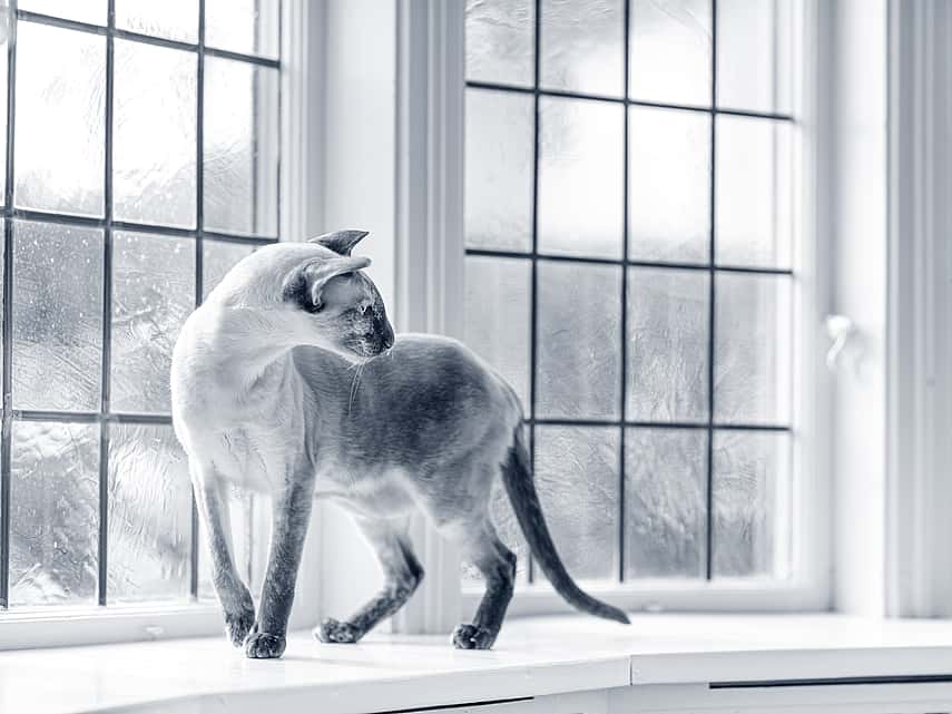 Mijn kat loopt mank | AniCura Nederland Mijn Kat Loopt Mank | Anicura Nederland