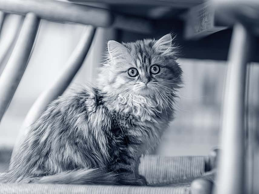 Kitten laying on transport bag