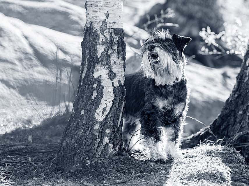 Dog standing between trees