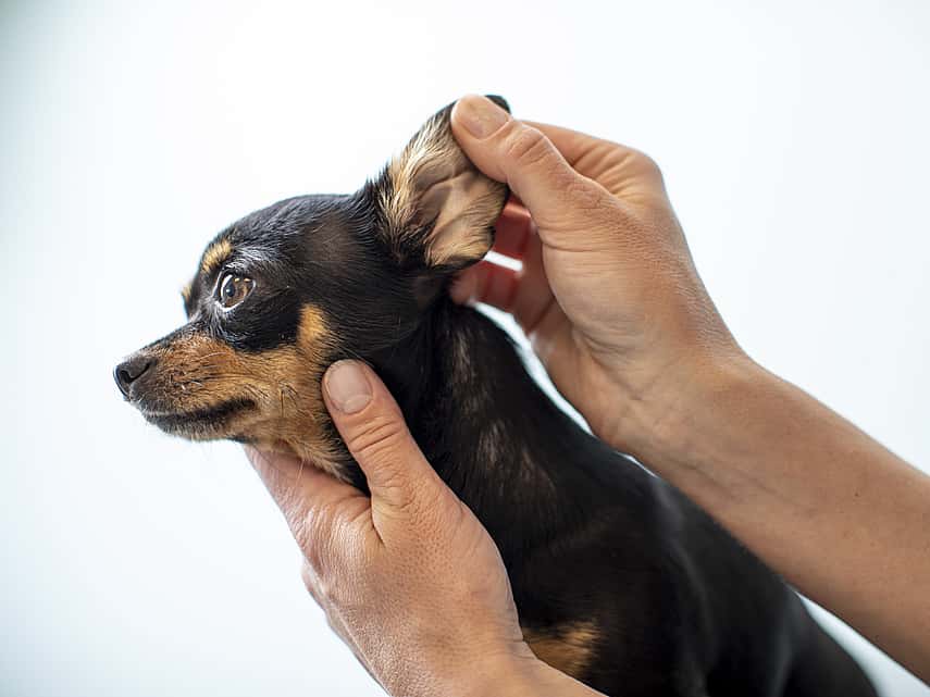 Vet examining dogs ear