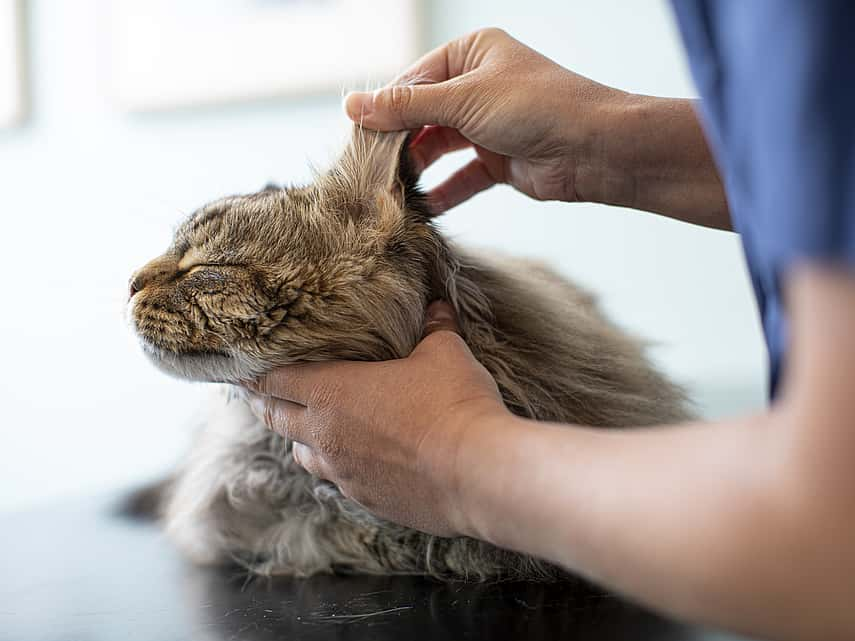 Vet examining cat's ear