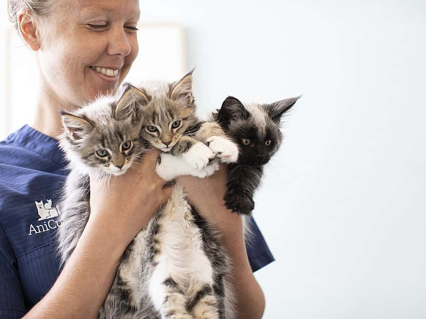 Vet holding 3 kittens