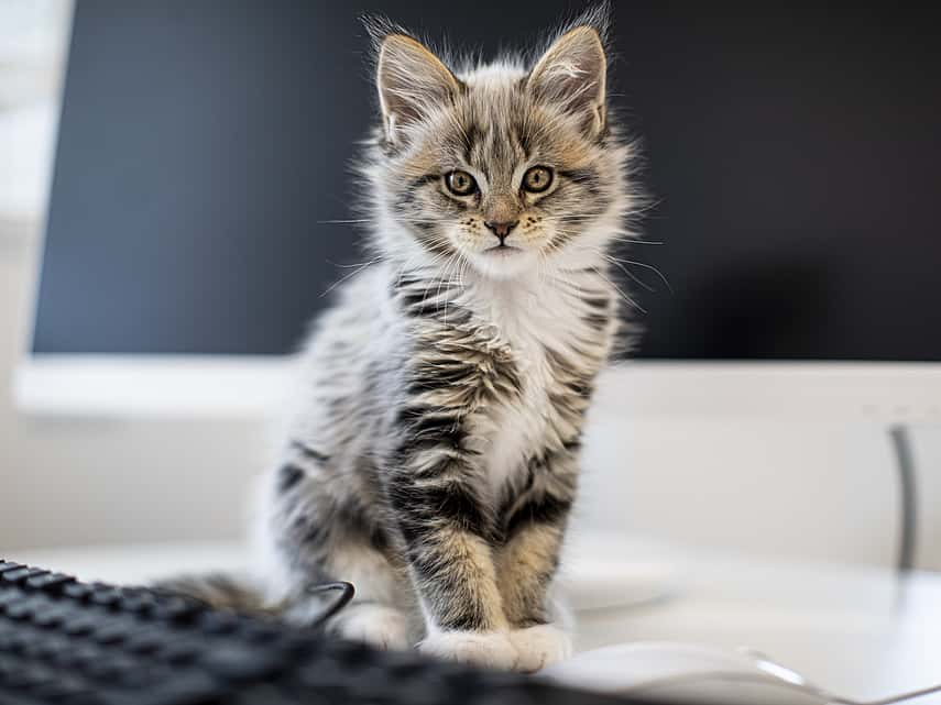 kitten bij dierenarts