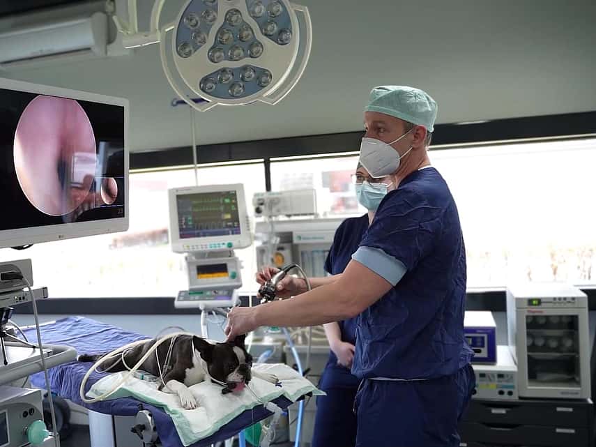 endoscopie bij hond