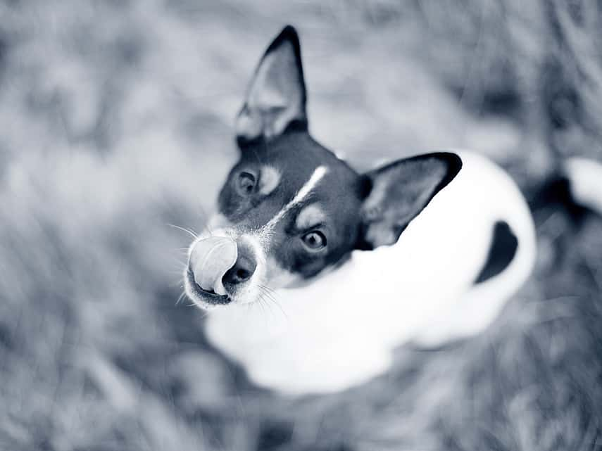 Dog licking its nose