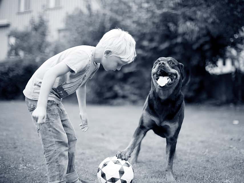 hond en jongetje spelen