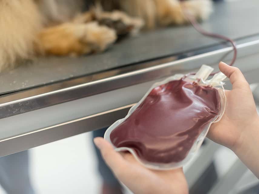 Bloed voor bloedtransfusie hond
