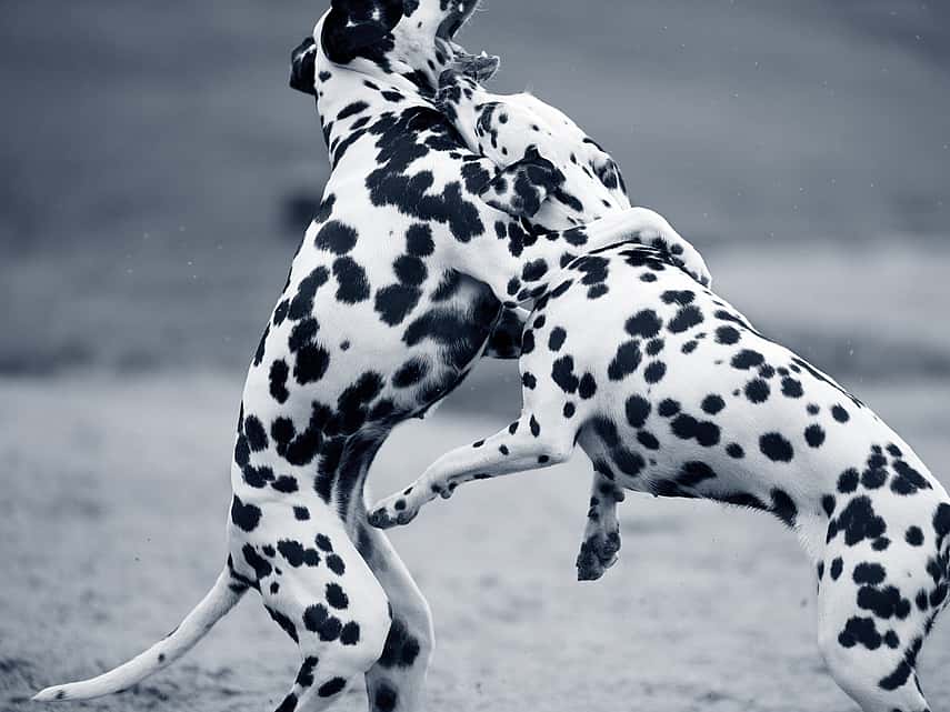 Two dalmatians playing