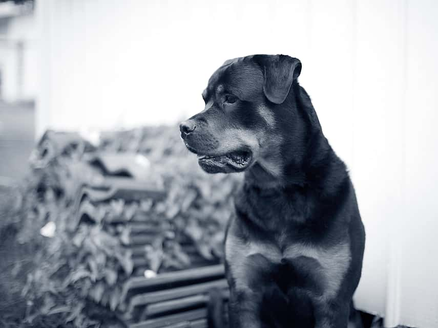 Sitting rottweiler