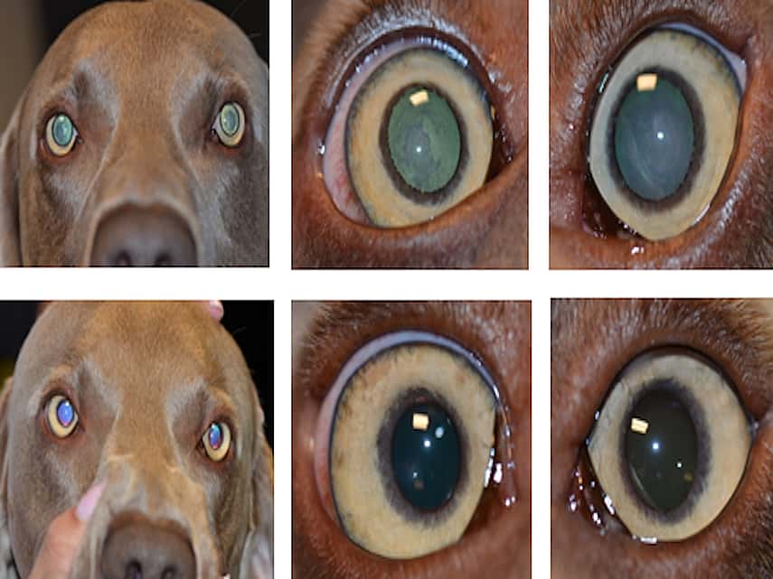 Cataract surgery hotsell for older dogs