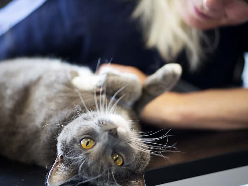 Cat on its back looking into camera