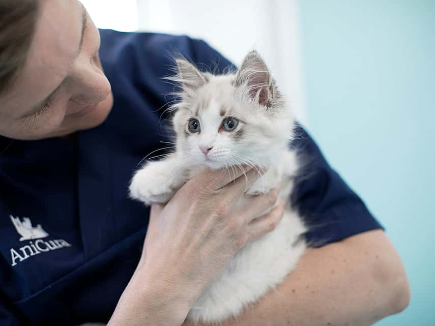 Floor Stembert bij AniCura Kennemerland - dierenarts met kat