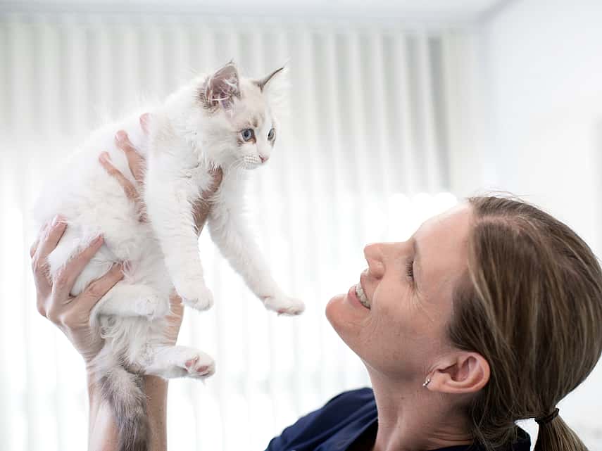 Vet holding kitten high