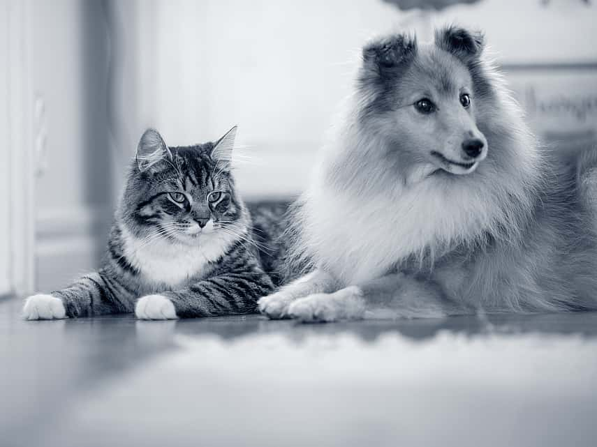 Sheltie and Cat