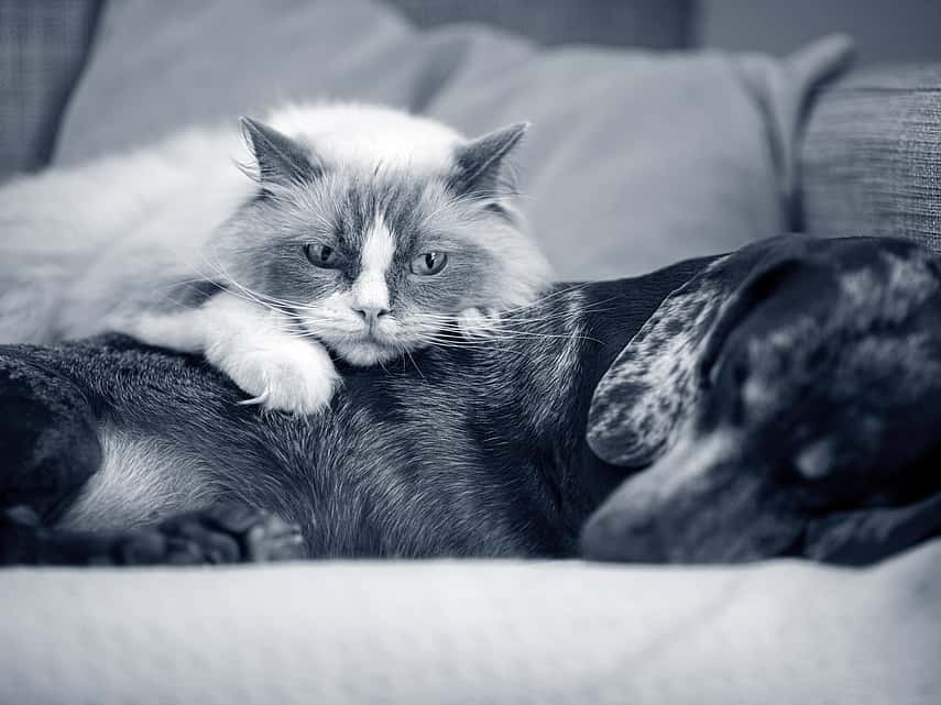 Hond en cat liggen op de bank - AniCura