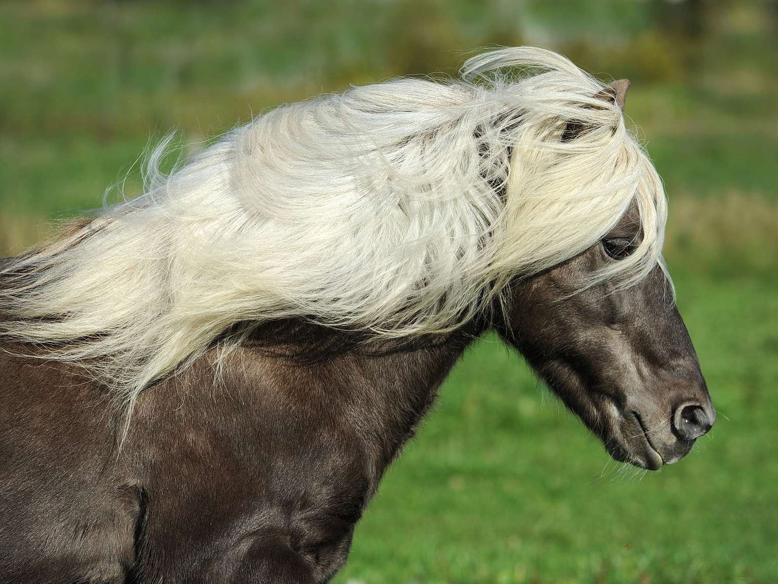 Paard in galop, manen