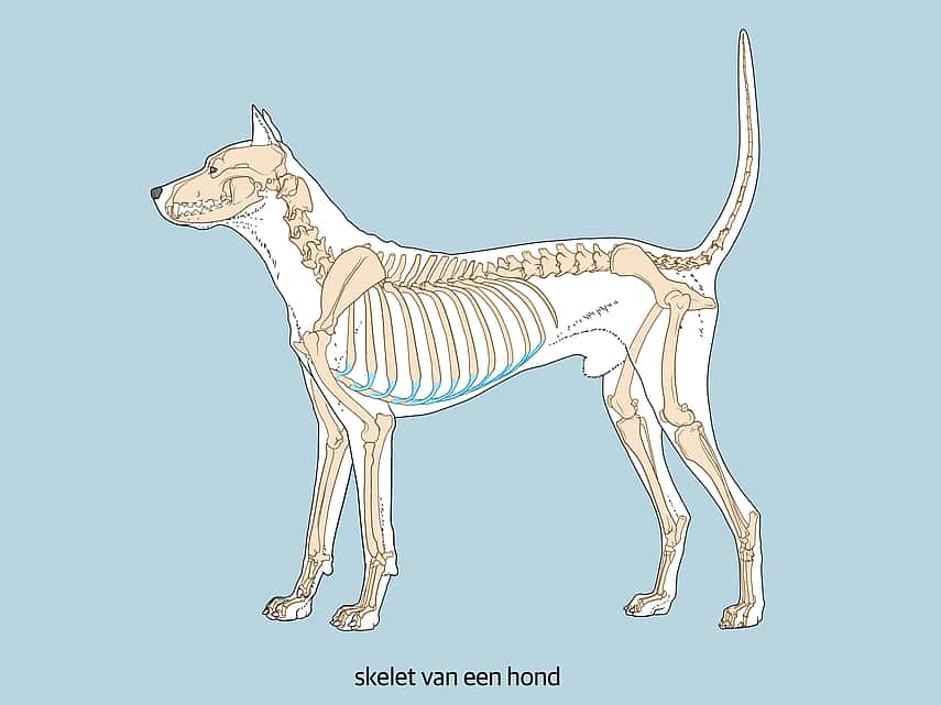 skelet hond