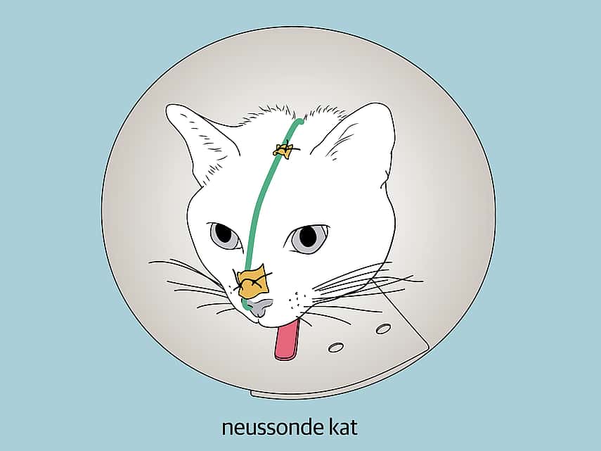 Alles over niesziekte bij kat | AniCura Nederland Alles Over Niesziekte Bij Kat | Anicura Nederland