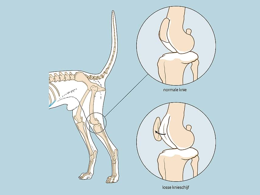 Patella luxatie hond