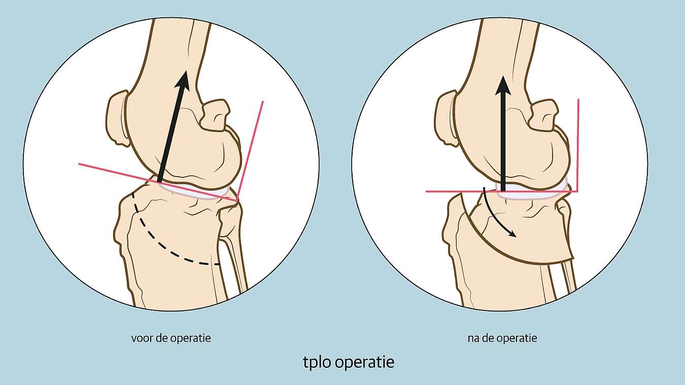 TPLO Operatie Bij Een Gescheurde Kruisband Hond AniCura Nederland tplo-operatie-bij-een-gescheurde-kruisband-hond-anicura-nederland