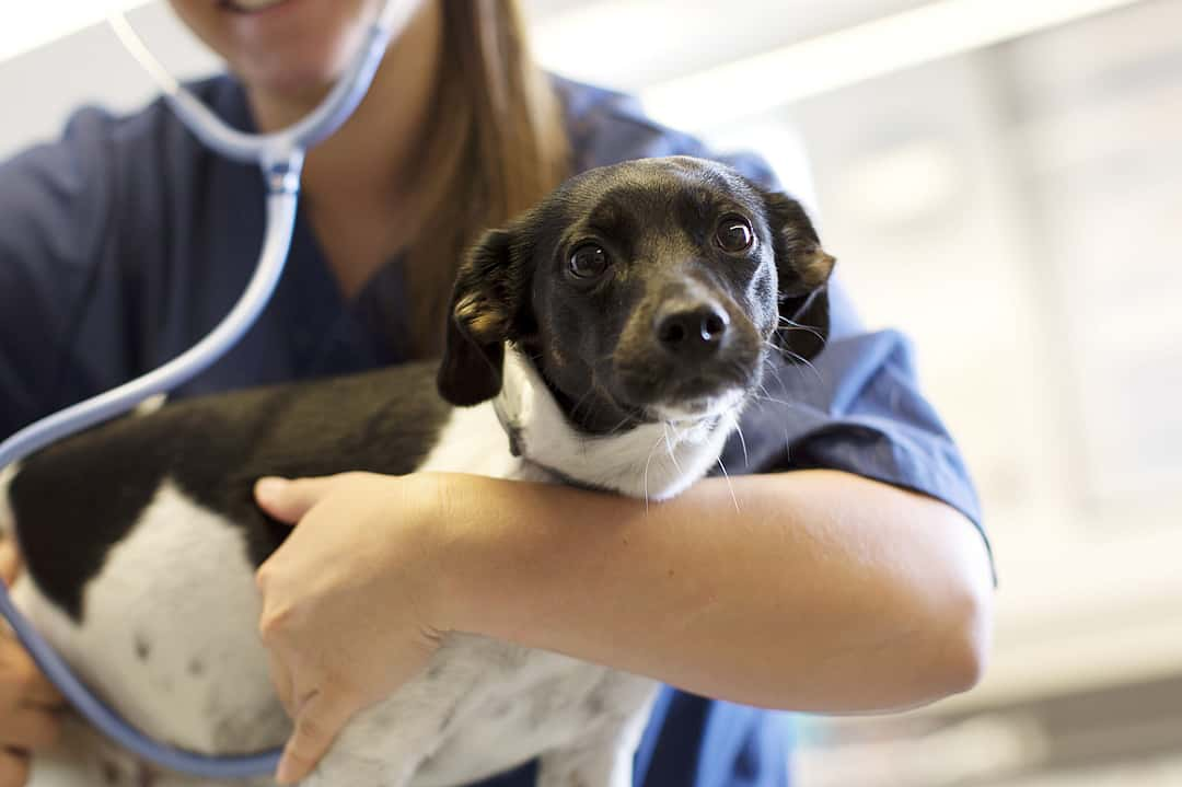 Veterinarian examining dog