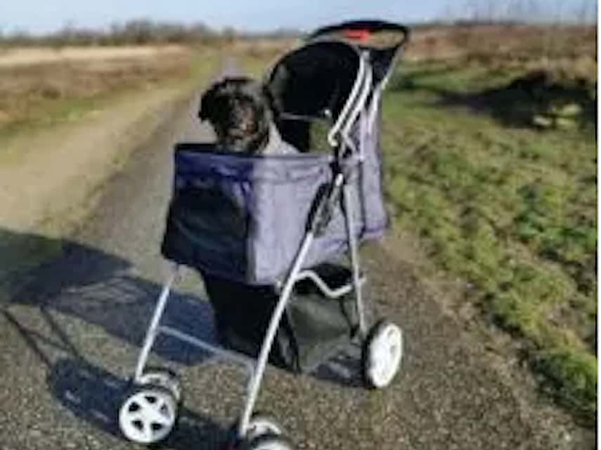 Hond in buggy