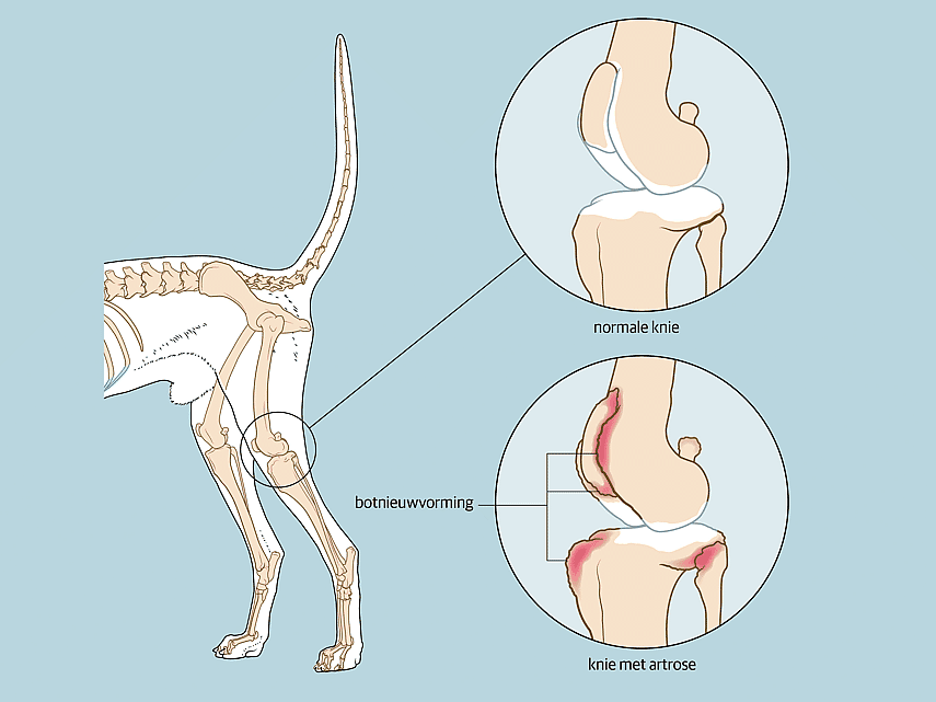 Atrose bij dieren: kniegewricht bij artrose