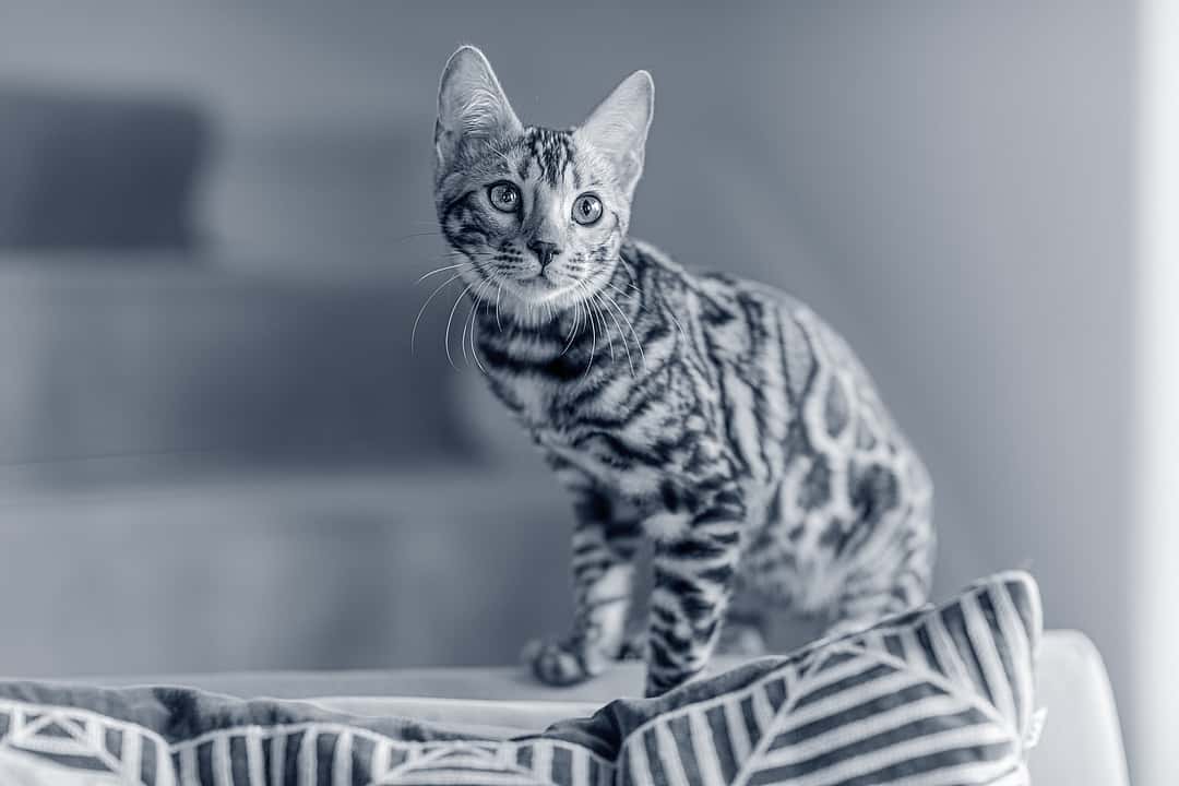 Kitten sitting on sofa