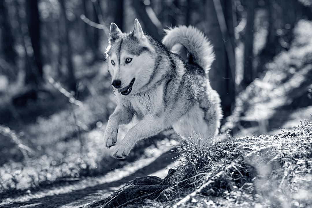 Dog running and jumping