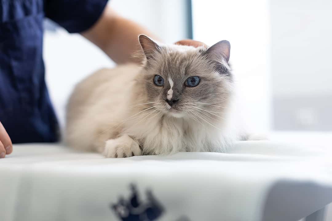 AniCura Dierenkliniek Kerkelanden