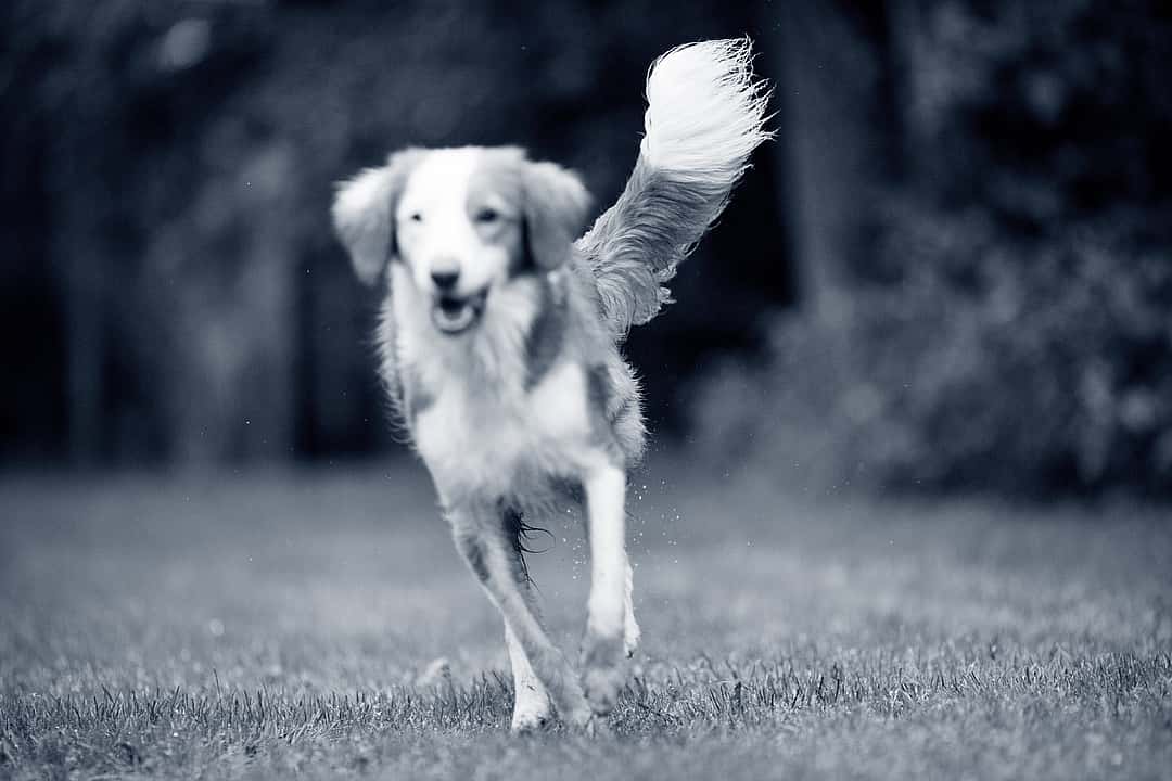 Dog running on field 1