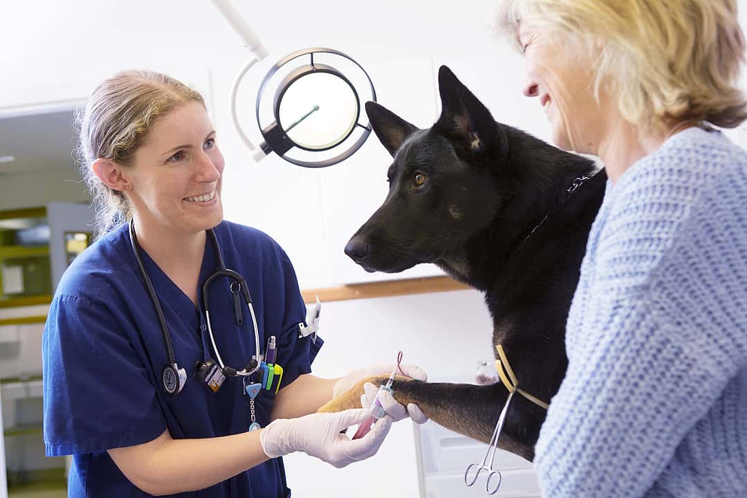 Vet, owner and dog