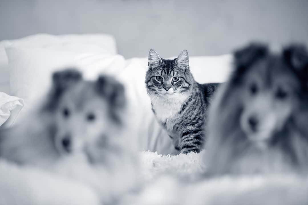 Two selties and a cat