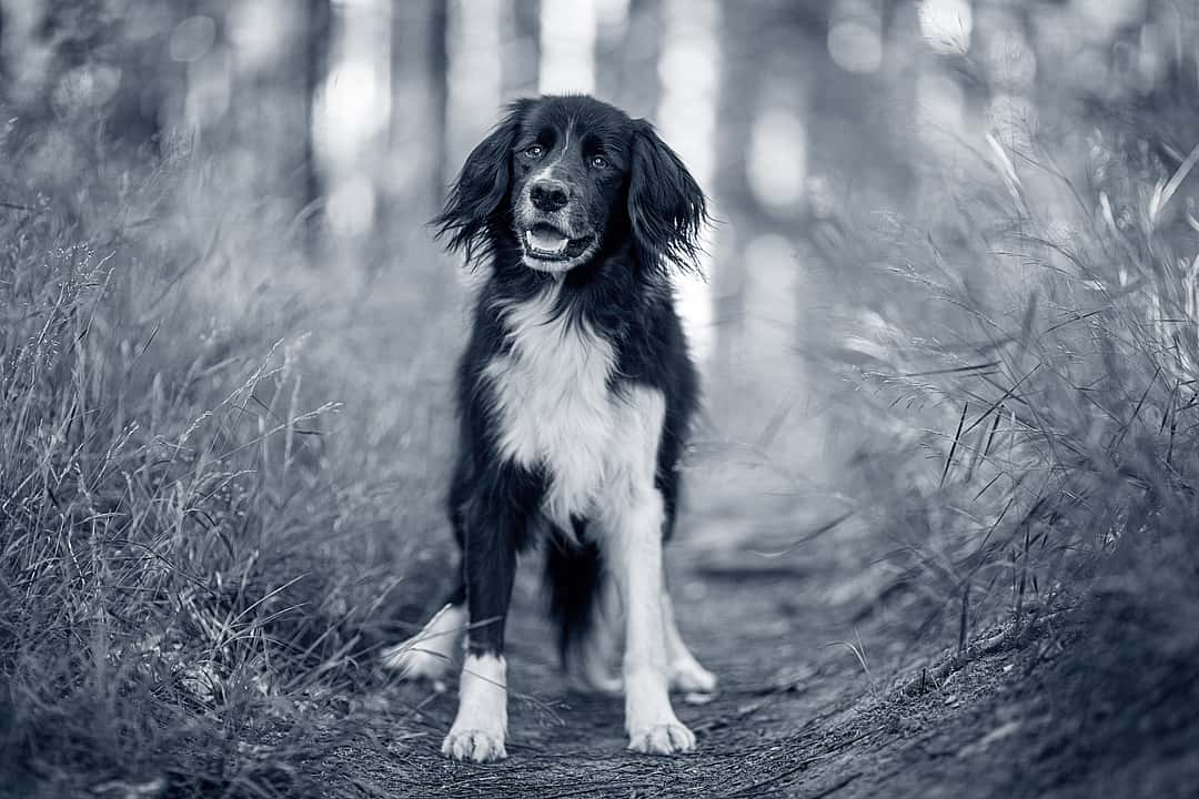 Lachende hond