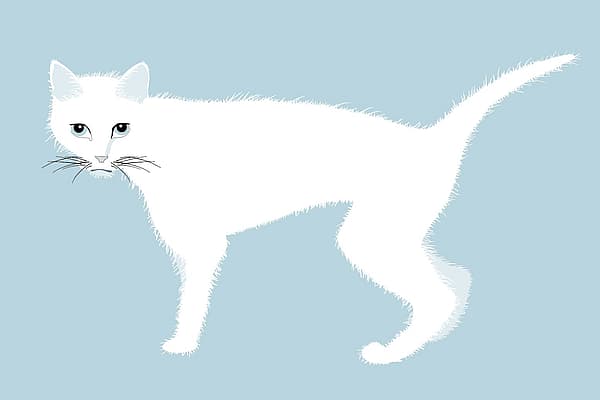 Een witte kat met blauwe ogen.