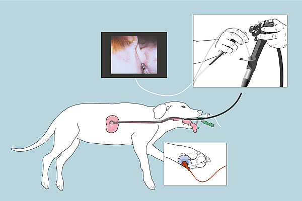 Een hond met een intraveneus systeem.
