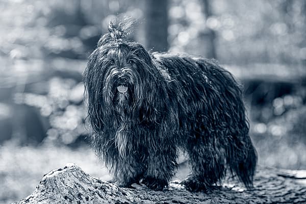 Een zwart-witfoto van een hond.