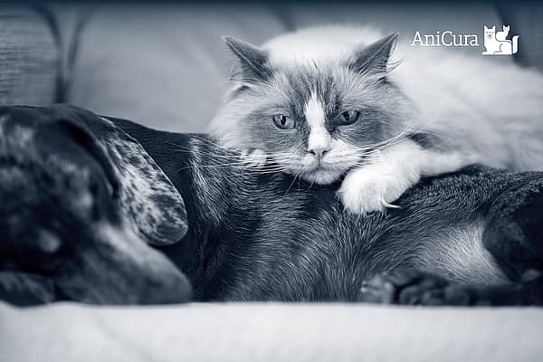 Een kat liggend op een hond.