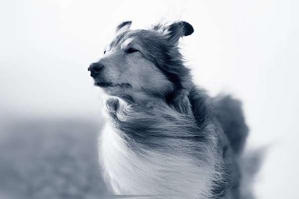 Een hond met zijn kop omhoog.