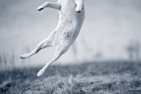 Een hond die in de lucht springt.