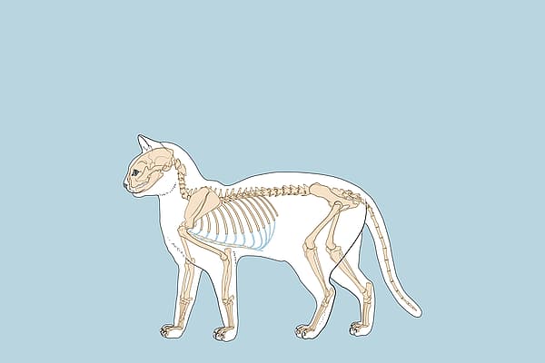 Een diagram van de kattenanatomie van een kat.