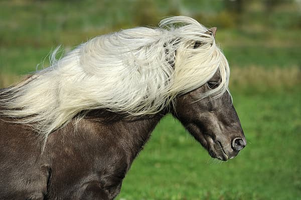 Een paard met lang haar.