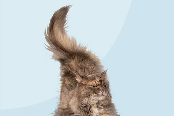 Een kat met een pluizige staart.